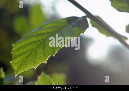 oak leaf in backlight Stock Photo