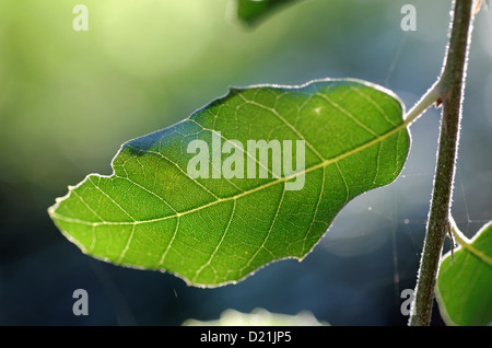 holm oak leaf in backlight Stock Photo