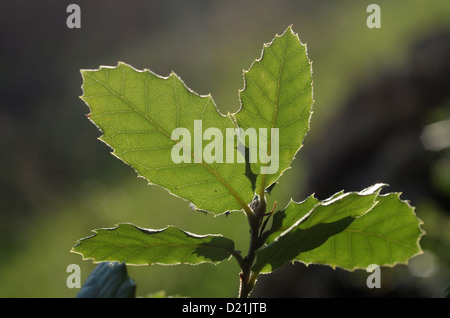 oak leaves in back light Stock Photo