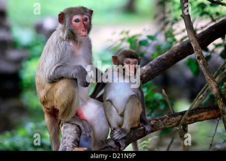 Family of monkeys. Island Hainan, China Stock Photo