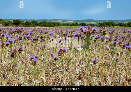 Field of artichokes (Cynara cardunculus) in France, Tarn department Stock Photo