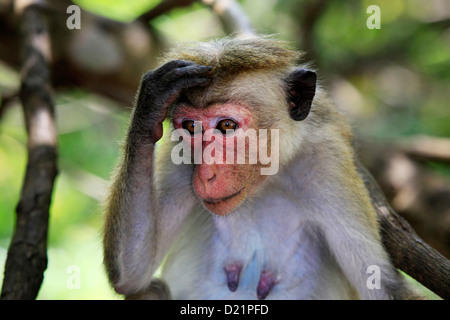 Portrait of the monkey with an amusing grimace Stock Photo