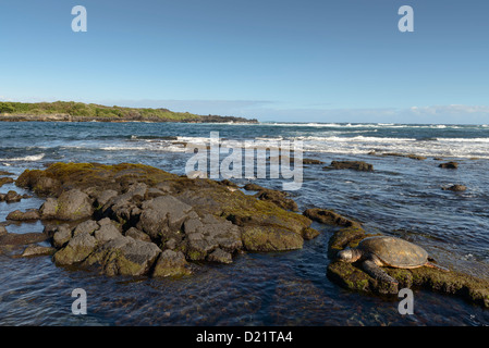 Turtle resting on a rock at Punaluu Black Sand Beach, Big Island, Hawaii,USA Stock Photo