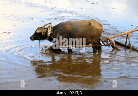 Buffalo in the field Indonesia, Bali Stock Photo