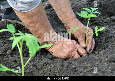 senior woman planting a tomato seedling Stock Photo