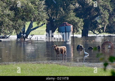 North Florida pasture flooded by heavy rains. Stock Photo