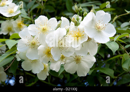 Rosa Rambling Rector Rose Stock Photo