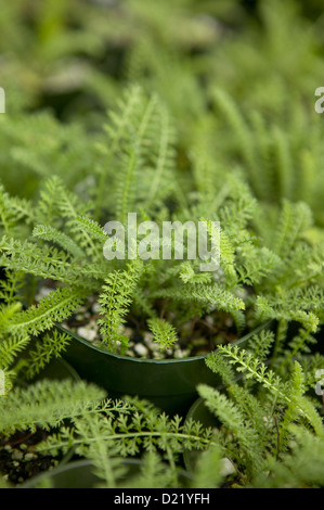 White yarrow Stock Photo