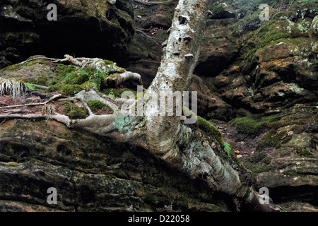 Yellow birch (Betula alleghaniensis) tree trunk clinging to the Munising Sandstone walls, Munising, Michigan, USA Stock Photo