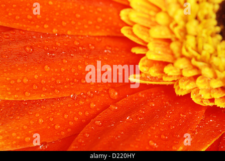 Super macro shot of orange gerbera flower petals with dew - shallow depth of field Stock Photo