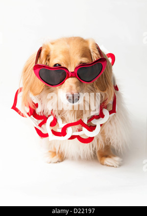 Dog wearing Valentine heart glasses and necklace Stock Photo