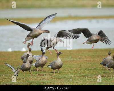 Pink-footed Geese in flight Stock Photo