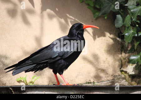 Cornish chough. Stock Photo