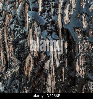 Close of tar on a wooden pylon on a boat pier, Charleston Marina, Oregon Stock Photo