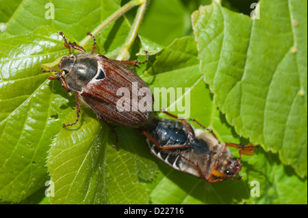 Maikaefer (Melolontha melolontha) Cockchafer, Maybug • Baden-Wuerttemberg, Deutschland Stock Photo