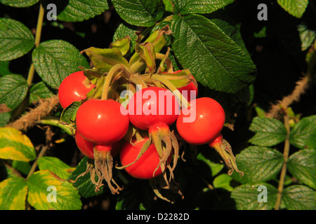 Wild Rose Hipes, Lanes Island Nature Conservancy Preserve, Vinalhaven Island, Maine, USA Stock Photo