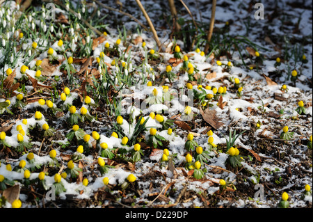 Suedeuropaeischer Winterling (Eranthis hyemalis) Winter Aconite • Baden-Wuerttemberg, Deutschland Stock Photo