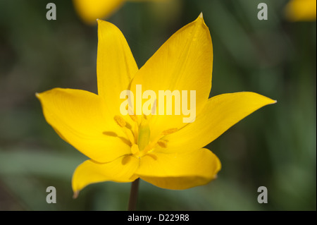 Wild-Tulpe, Weinberg-Tulpe (Tulipa sylvestris) Wild tulip • Bayern, Deutschland Stock Photo