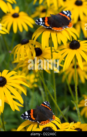 RED ADMIRAL BUTTERFLY (Vanessa atalanta) in garden feeding on Black-eyed Susan flowers (Rudbeckia hirta), West Sussex, UK. Stock Photo