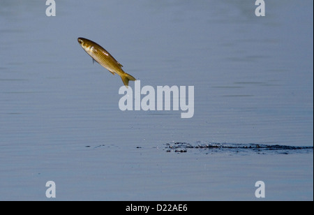 FLATHEAD, BLACK or STRIPED MULLET (Mugil cephalus) leaping from water, Ding Darling National Park, Sanibel Island, Florida, USA. Stock Photo