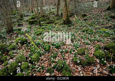 Maerzenbecher – Spring Snowflake • Baden-Wuerttemberg; Deutschland Stock Photo