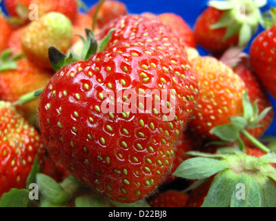 Large Strawberries in a Plastic Bucket at the Berry Bush Stock