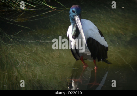 Jabiru Bird Stood in Water Stock Photo