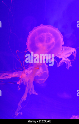 Jellyfish under UV light in Shanghai Aquarium, China Stock Photo