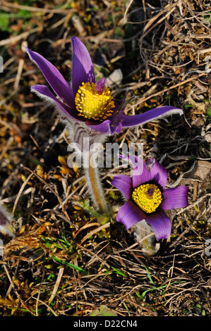 Gemeine Kuechenschelle (Pulsatilla vulgaris) Pasque Flower • Bayern, Deutschland Stock Photo