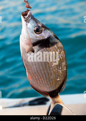 fish on the hook on the fishing boat Stock Photo