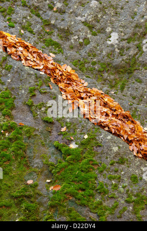 Beech leaves lying on a moss covered bouldrer. Teplice Rocks, East Moravia, Czech Republic, Stock Photo