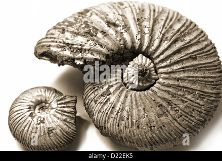 Fossilized ammonite on white background Stock Photo