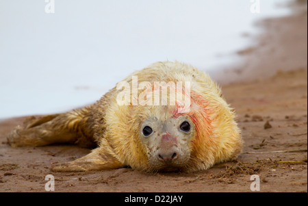 Newborn grey seal pup (Halichoerus grypus) on the beach at Donna Nook, Lincolnshire, England Stock Photo