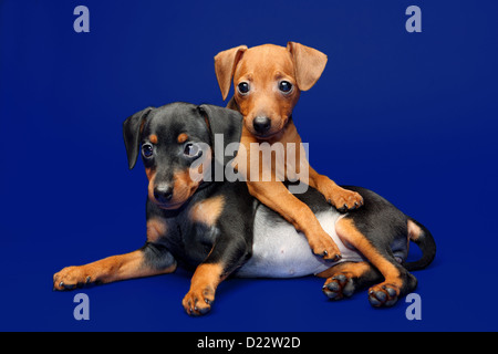 The Miniature Pinscher puppies, 2 months 1 week old Stock Photo