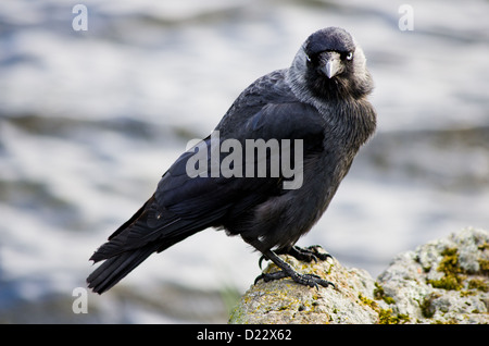 Landscape horizontal composition. A jackdaw close-up sitting on a rock looking at the camera with a water surface background. Stock Photo