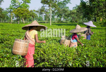 Tea leaf harvesters at work on a tea plantation in Jorhat, Assam, India. Stock Photo