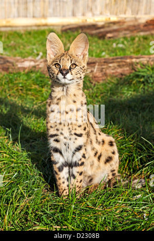 Serval Kitten Sitting Looking Upwards Leptailurus Serval Stock Photo
