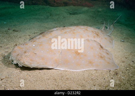 Angelshark (Squatina australis) below “Old Man’s Hat” at North Head, Sydney Harbour, Australia Stock Photo