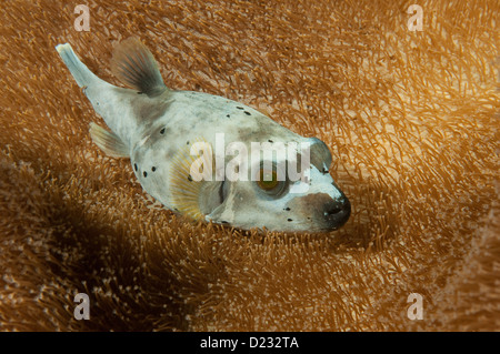 Black-Spotted Pufferfish (Arothron nigropunctatus) resting in a leather coral Stock Photo