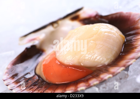 Raw queen scallop (lat. Aequipecten opercularis) on ice (Selective Focus, Focus the front of the scallop's meat) Stock Photo