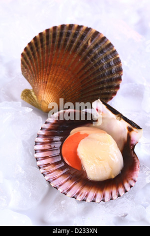 Raw queen scallop (lat. Aequipecten opercularis) with a colorful scallop shell on ice (Selective Focus) Stock Photo