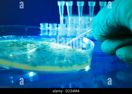 Petri dish with bacterial colonies Stock Photo