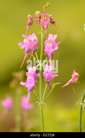 Flowers of Lesser Snapdragon (Misopates orontium).   Colunga, Asturias, Spain. Stock Photo