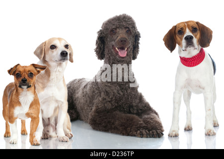 Group of dogs isolated on white Stock Photo