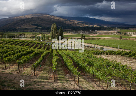 Vineyard, Mount Difficulty region, Central Otago, South Island, New Zealand Stock Photo