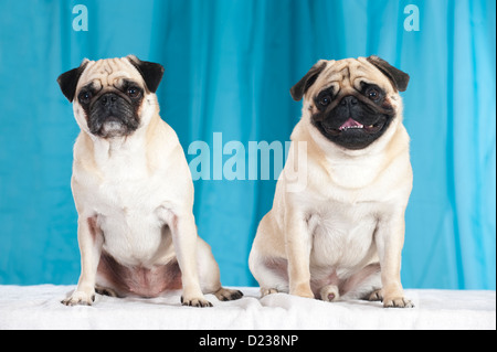 Two sitting pugs Stock Photo