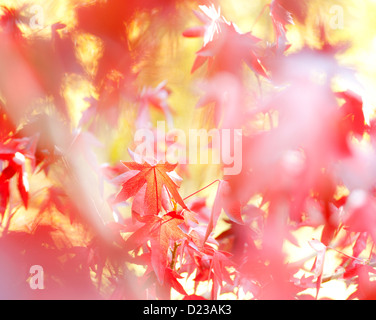 Sunlight shining through red Japanese maple tree leaves Stock Photo