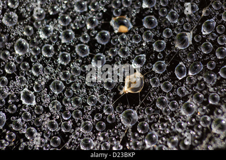 Extreme closeup of rain drops on spider web Stock Photo