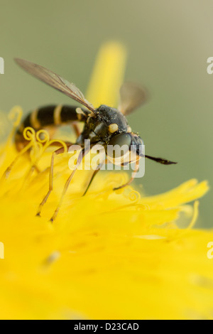 Portrait of a fly Stock Photo