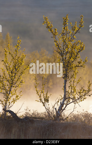 Birch tree and mist on a frosty morning at Fokstumyra nature reserve, Dovre, Norway. Stock Photo